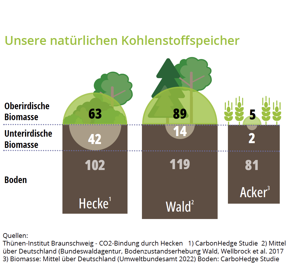 Kohlenstoffspeicher Hecken ArtenReich