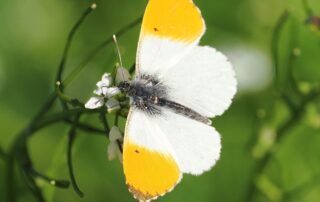 C ID26-0476×3